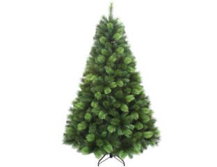 6Ft (180cm) Lucania Pine