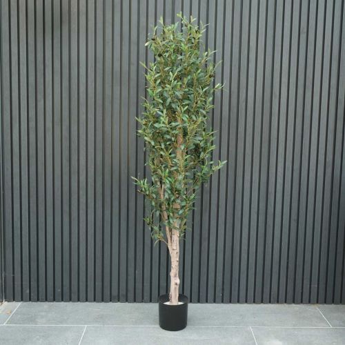 5.5ft (168cm) Outdoor Living Slim Olive Tree (UV Protected)