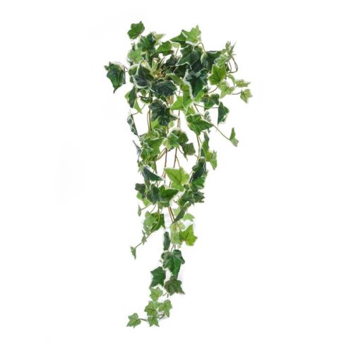 70cm English Ivy Bush - Variegated