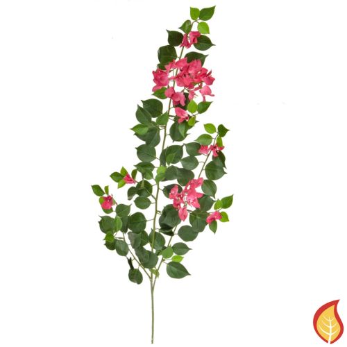 83cm (3ft) Foliage Bougainvillea - Pink / White (Fire Resistant)