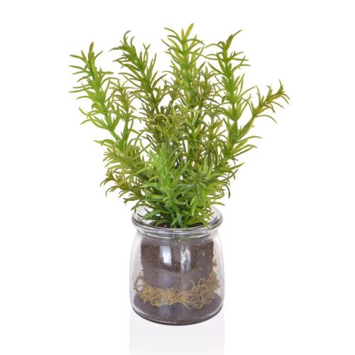 21cm Rosemary in Glass Vase