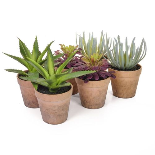 Cactus and Succulent Selection - 6 Pieces - 16cm to 20cm