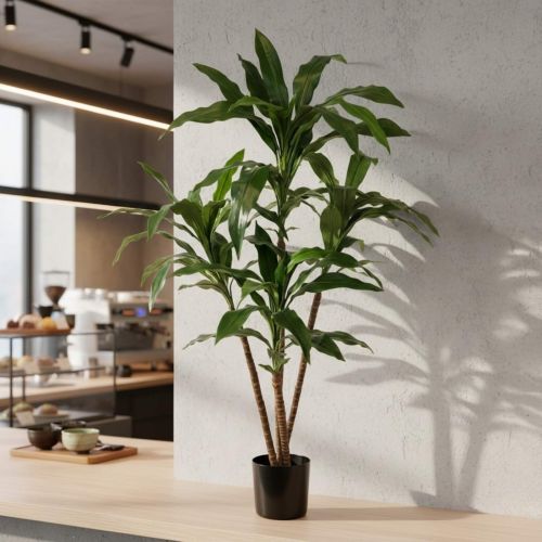 Green Dracaena (60cm)