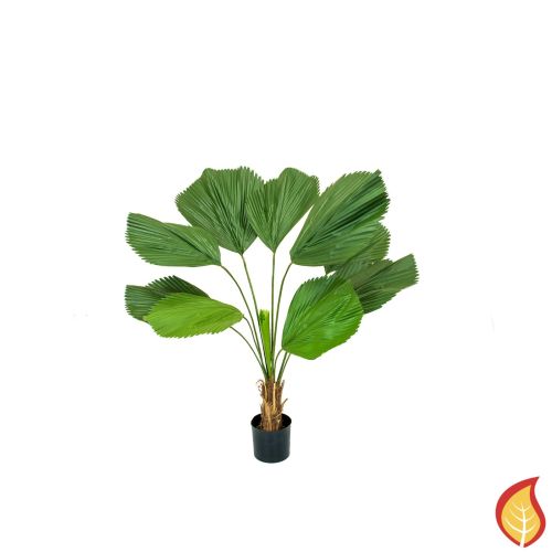 4ft (120cm) Palm Grandis (Fire Resistant)