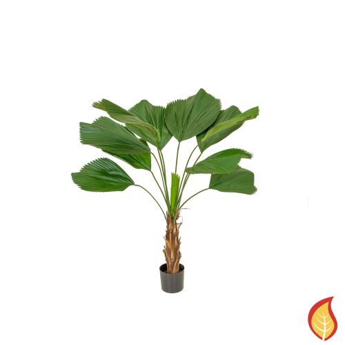 140cm Palm Grandis (Fire Resistant)