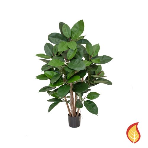 60cm Ficus Elastica Multi-Tree (Fire Resistant)