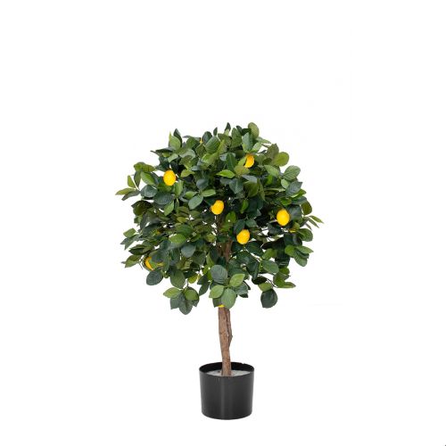 3ft (90cm) Lemon Tree with Fruit