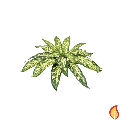 37cm Plants Base Aglaonema Bush (Fire Resistant)
