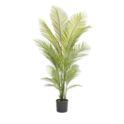 5.5ft (170cm) Palm Areca