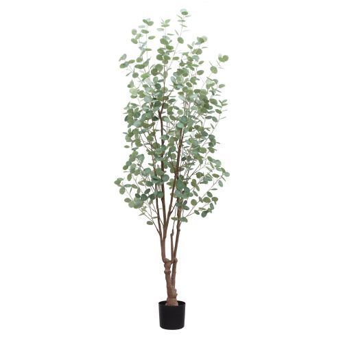 8ft (240cm) Eucalyptus Tree
