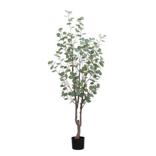 6ft (180cm) Eucalyptus Tree