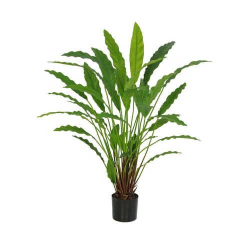 81cm Potted Calathea 40 Leaves (Fire Resistant)