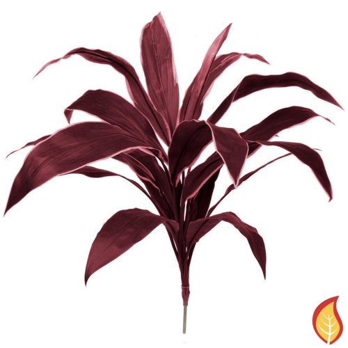 62cm Plants Base Cordyline Burg (Fire Resistant)