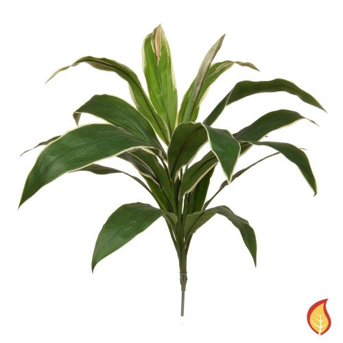 62cm Cordyline - Green & Yellow (Fire Resistant)