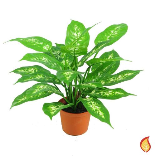 37cm Dieffenbachia in Pot (Fire Resistant)