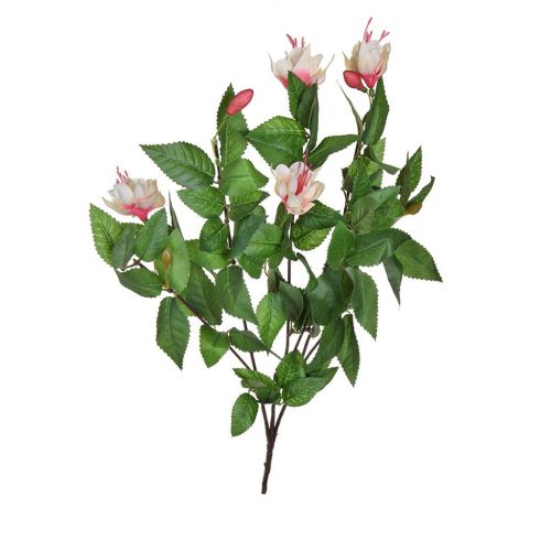 Plants Flowering Small Cream Fuchsia