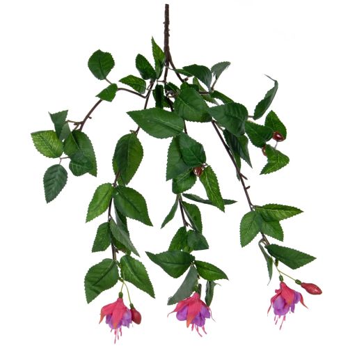 Plants Flowering Small Fuchsia Purple