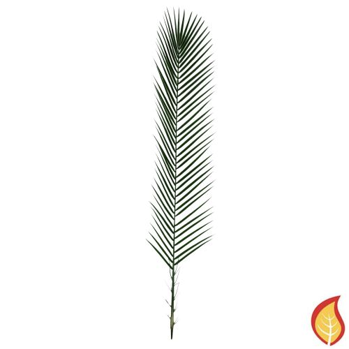 95cm Foliage Palm Phoenix (Fire Resistant)