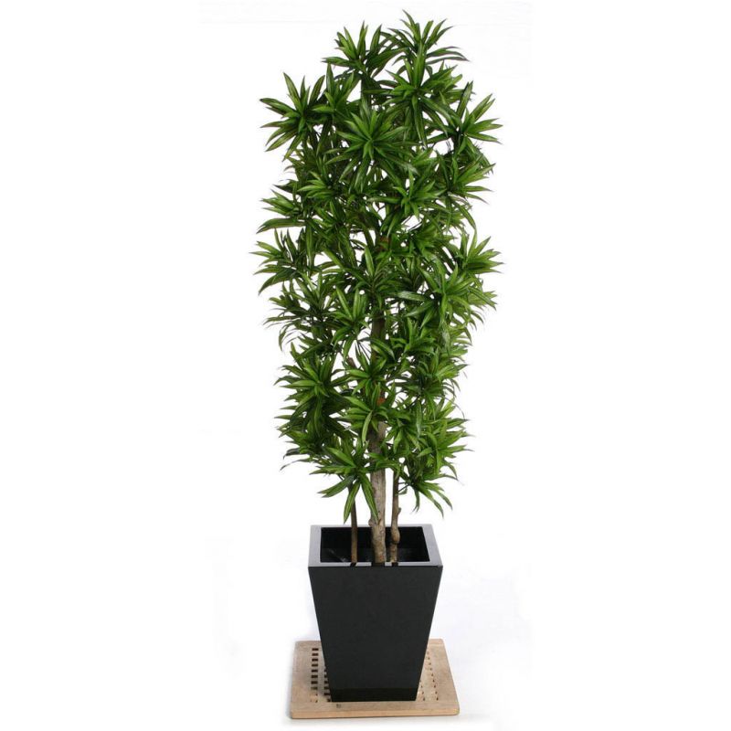 6ft (180cm) Dracaena "Song of Jamaica" Artificial Tree