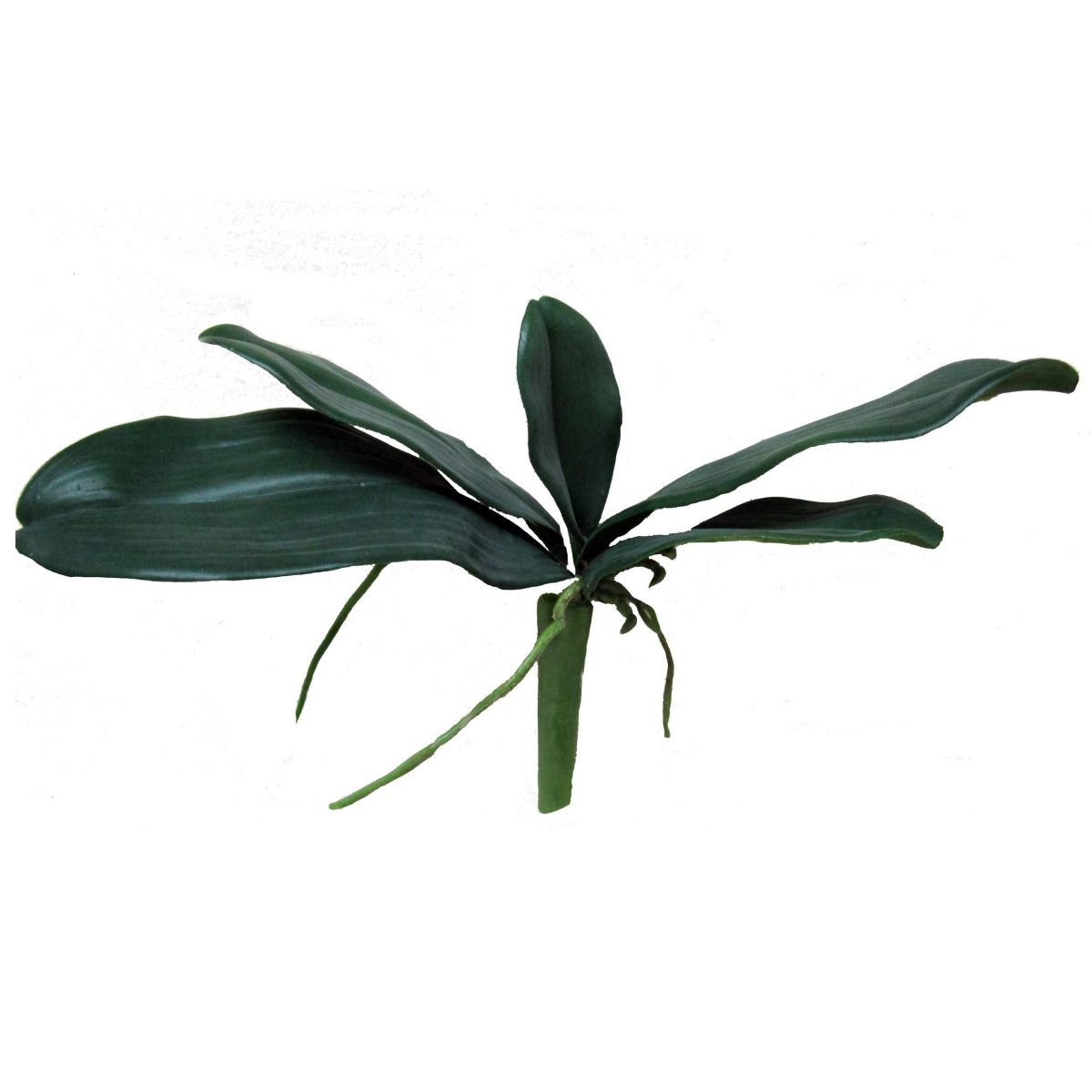 Leaf Orchid Phalaenopsis in Green (27.5cm)