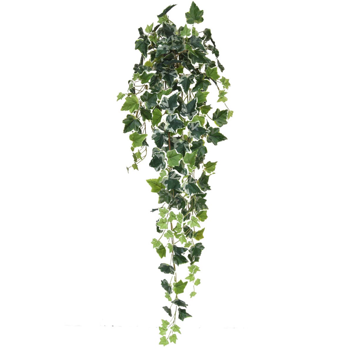 100 cm English Ivy Variegated Bush