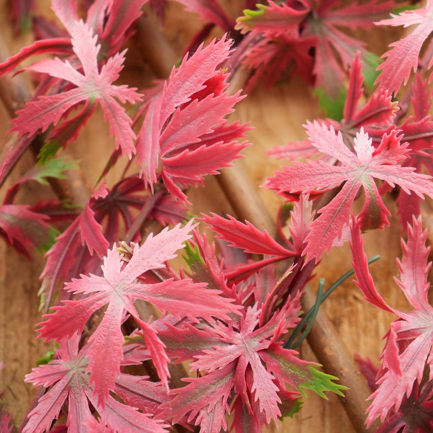 100cm x 200cm Red Acer Trellis Hedge (UV Protected)