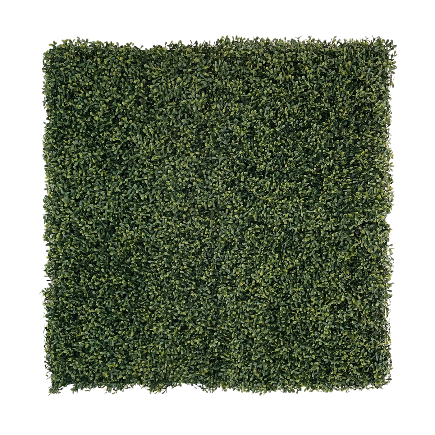 100cm x 100cm PE Variegated Buxus Wall Panel