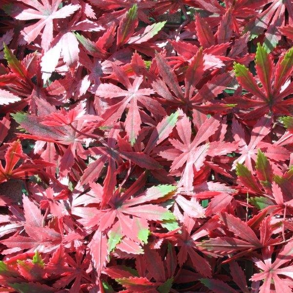 100cm x 100cm PE Red Acer Wall Covering