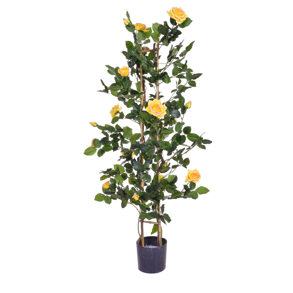 120cm (4ft) Flowering Rose Lady Plant - Yellow