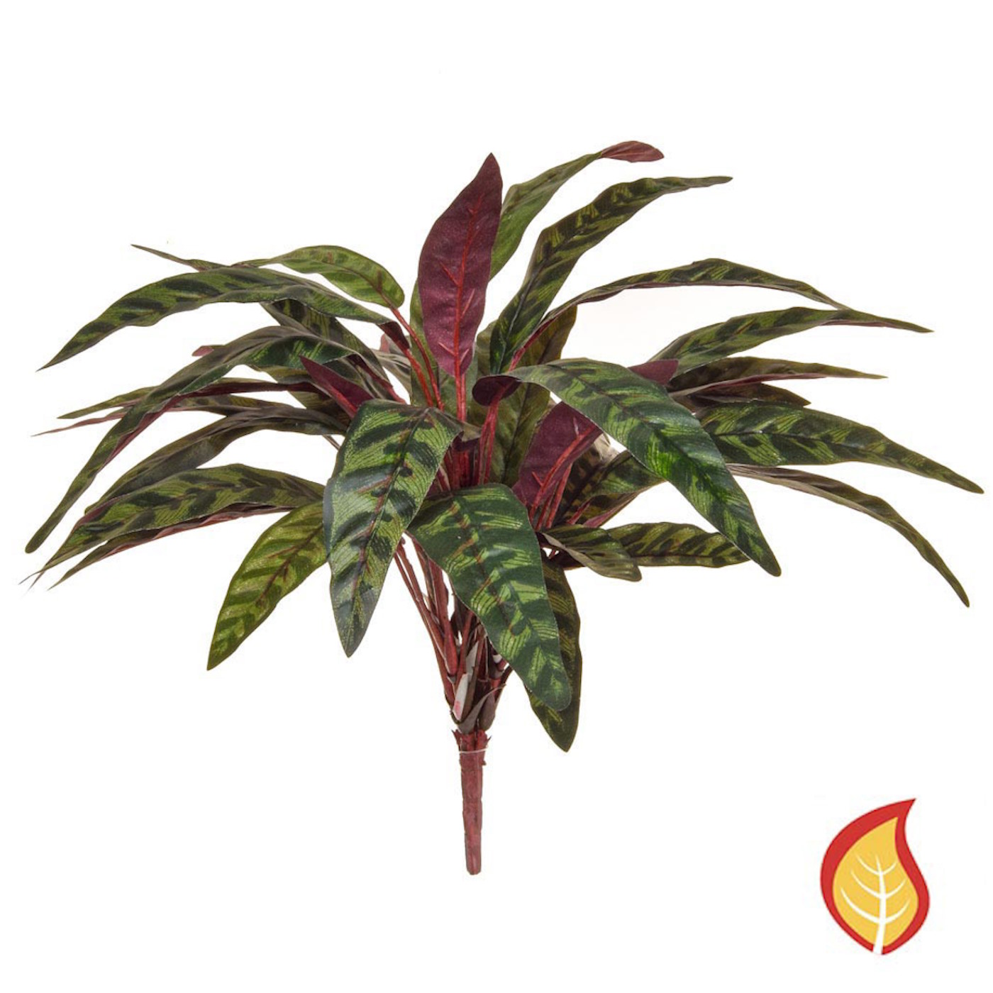 45cm Plants Peacock Bush (Fire Resistant)