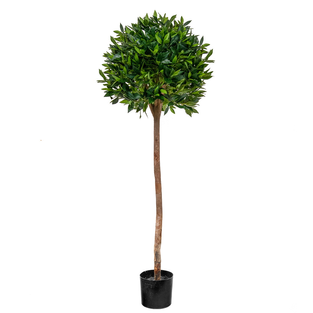 Bay Laurel Ball Tree (135cm)