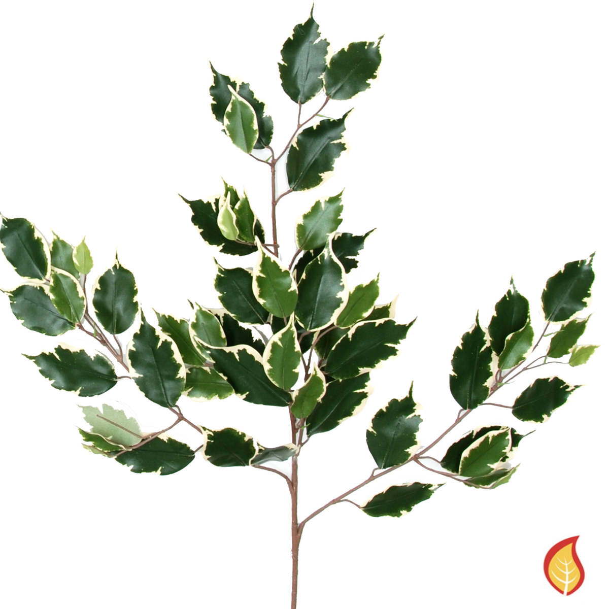 75cm Ficus Exotica Variegated 55 Leaves (Fire Resistant)