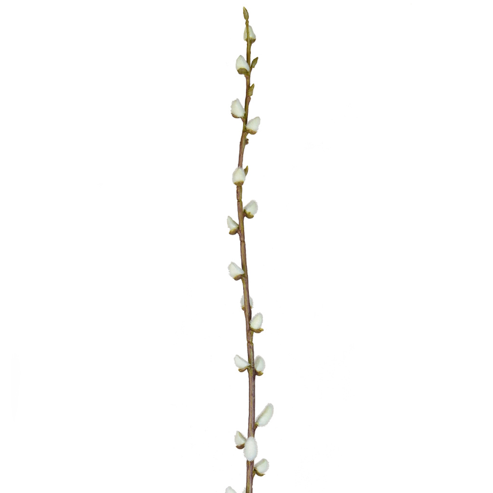 114cm Leaf Pussy Willow
