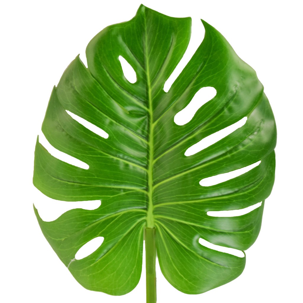 3.5ft (100cm) Leaf Giant Monstera Green