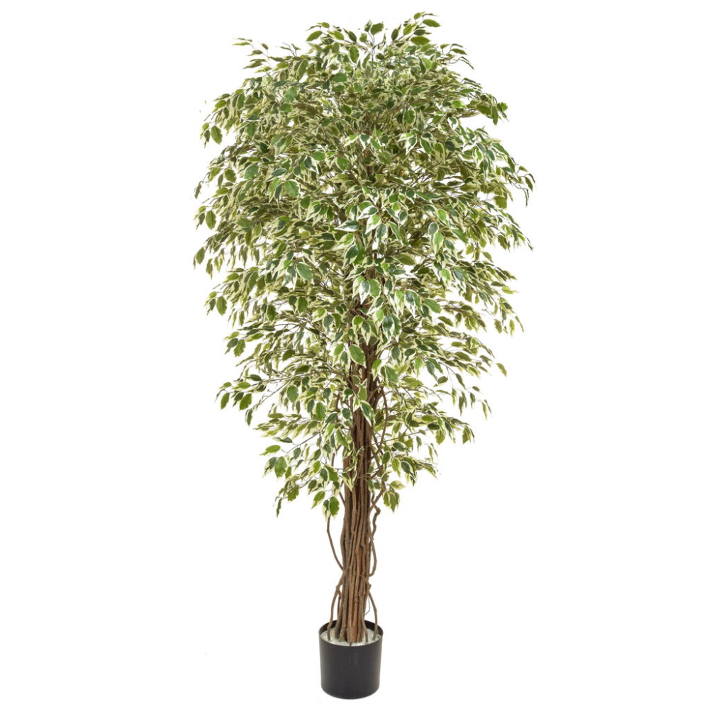 180cm Ficus Liana - Variegated (Natural Tree Trunk)