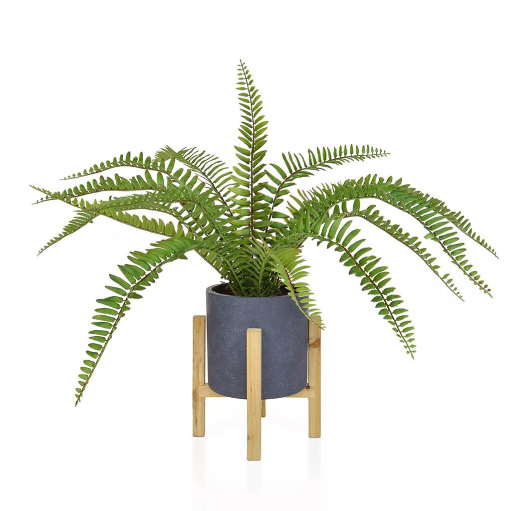 Boston Fern In Pot
