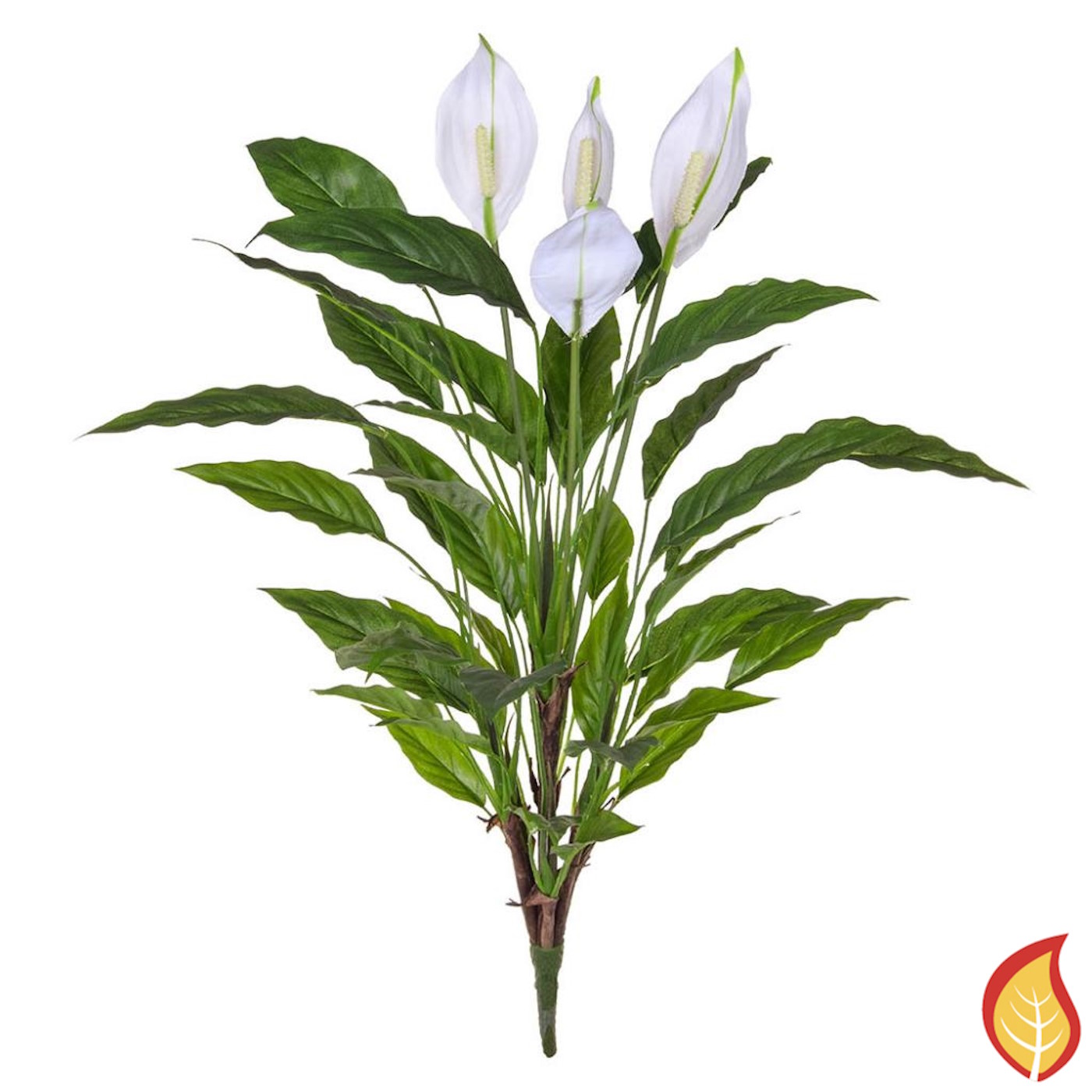 80cm (3ft) Plants Spath Bush (Fire Resistant)