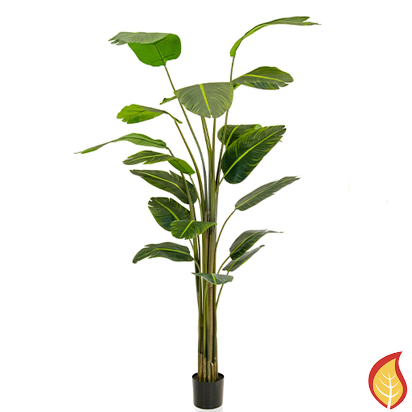 8ft (240cm) Plants Bird of Paradise (Fire Resistant)