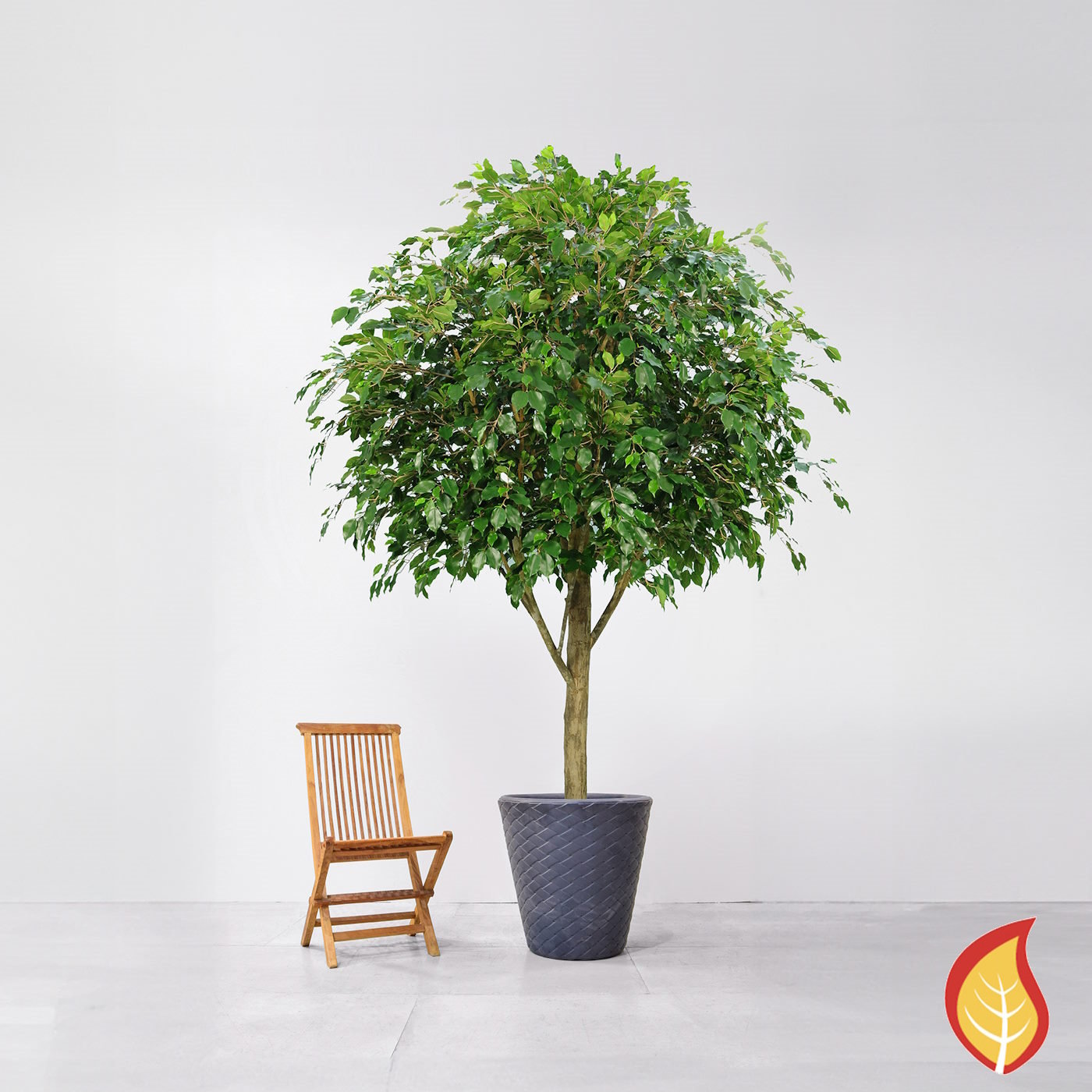 300cm Ficus Exotica (Fire Resistant)
