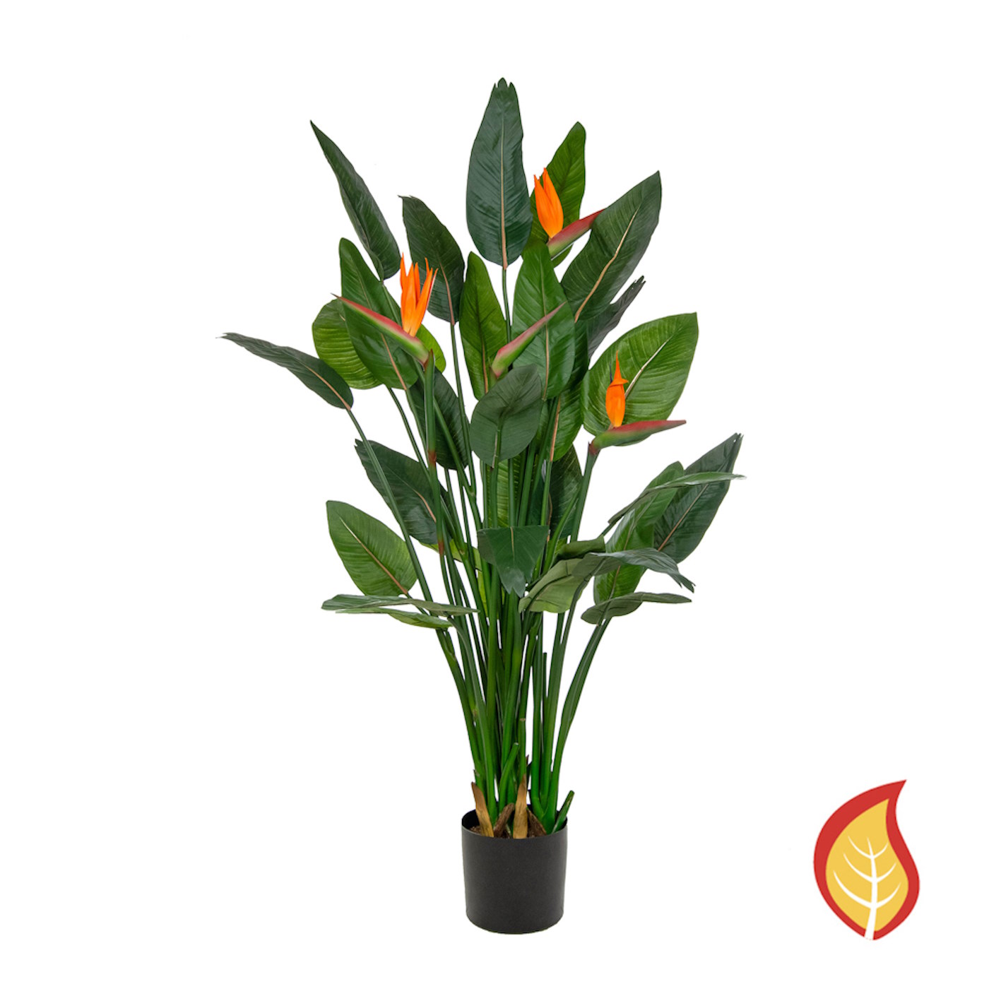 150cm Strelitzia in Pot (Fire Resistant)