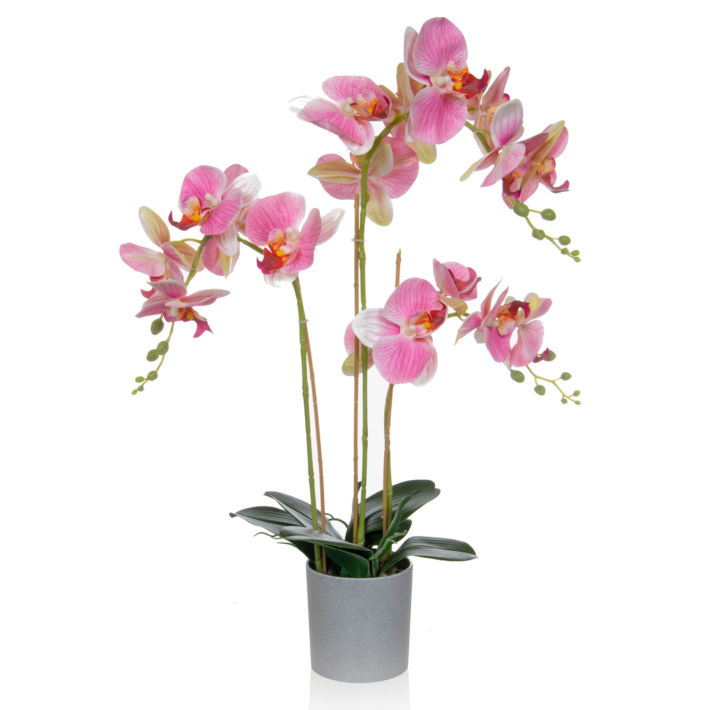 70cm Orchid Pink in Grey Pot