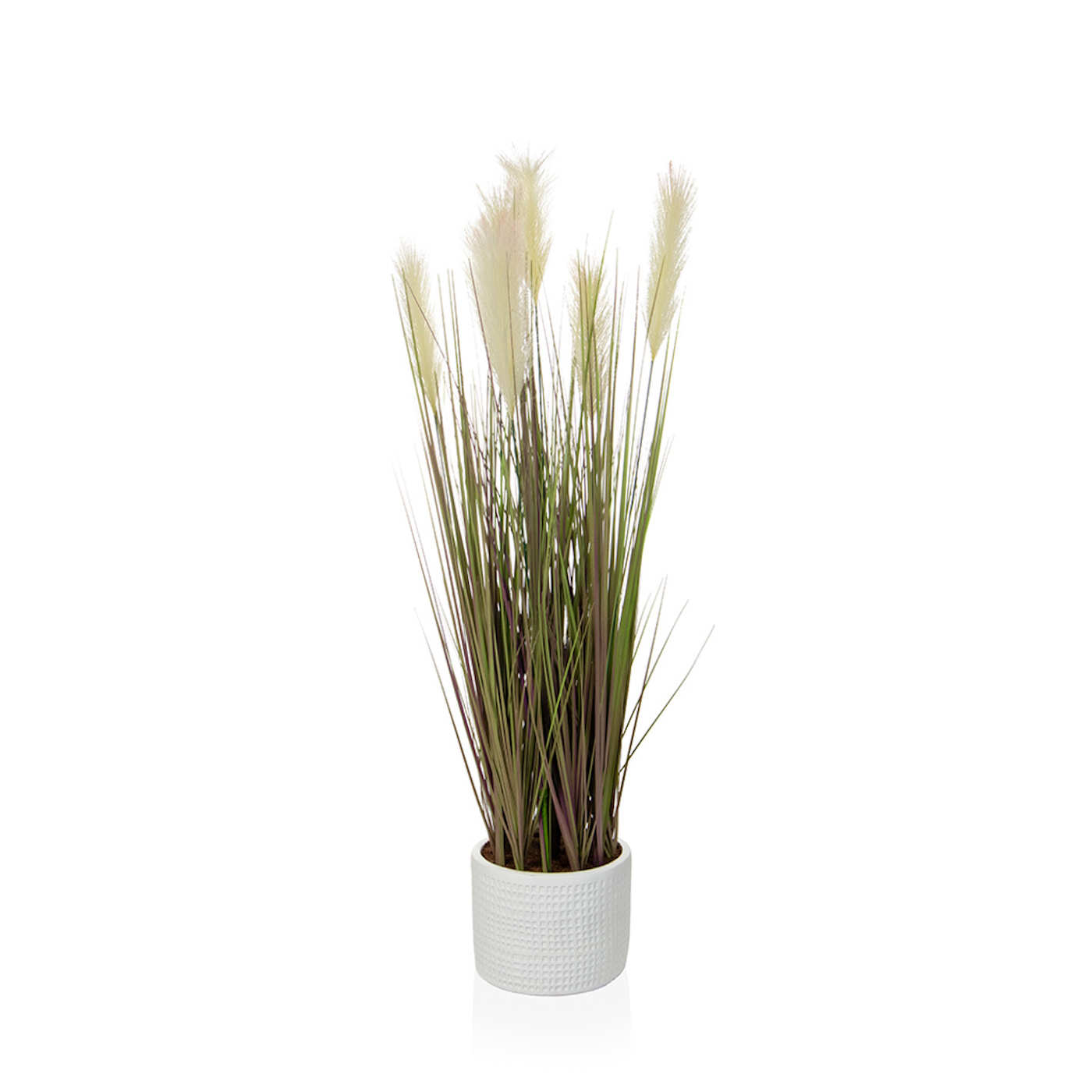 90cm Grass Dogtail in pot