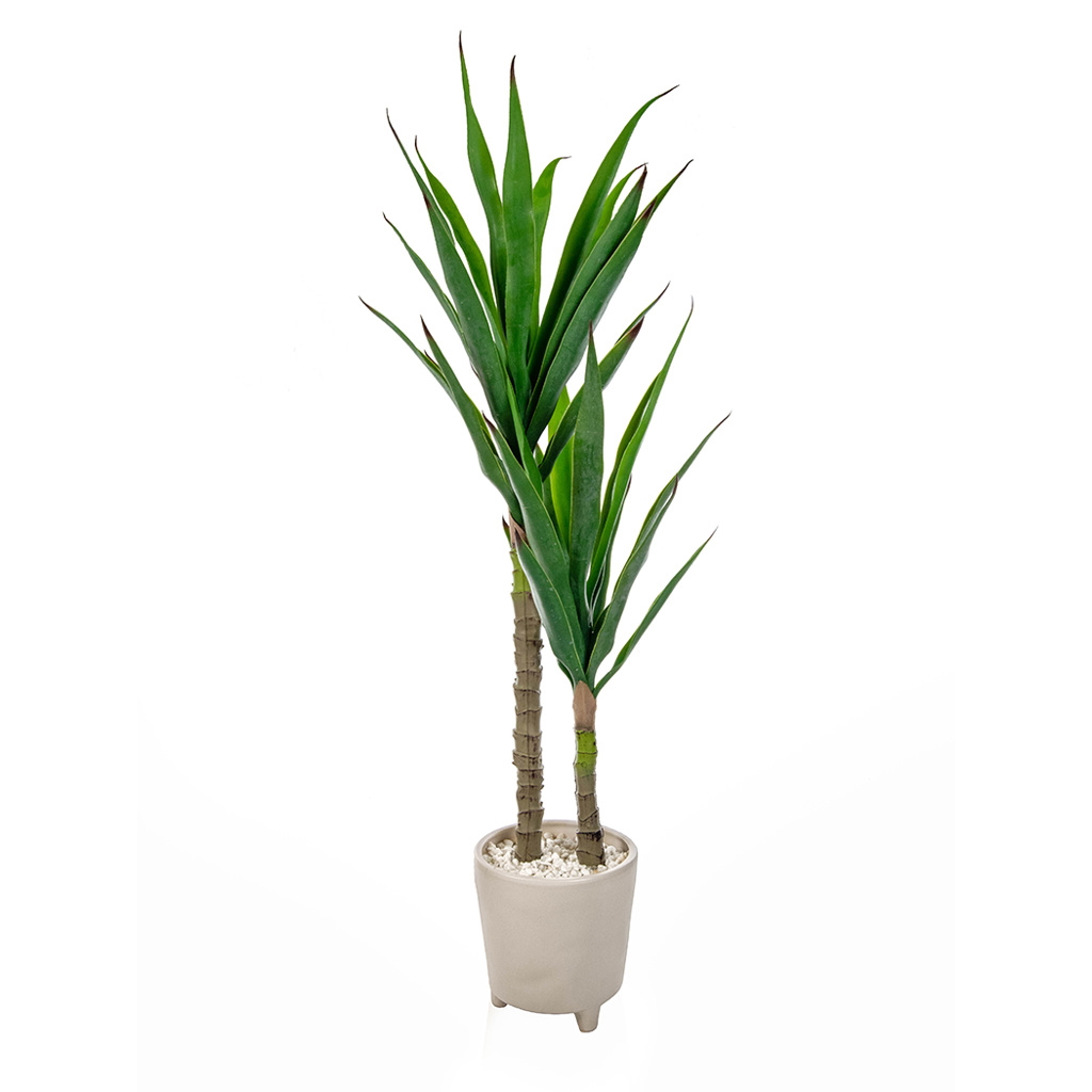 115cm (4ft) Yucca Plant in Pot