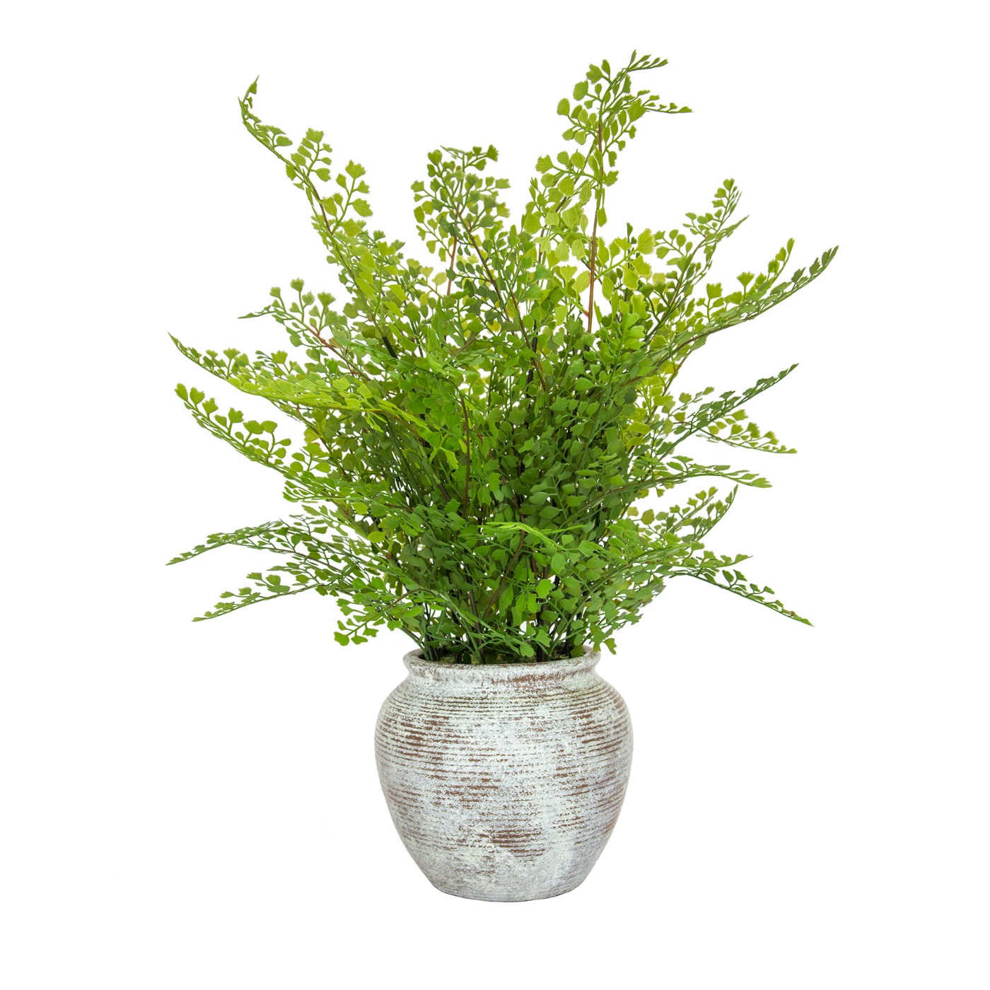 62cm Fern Maidenhair in Pot