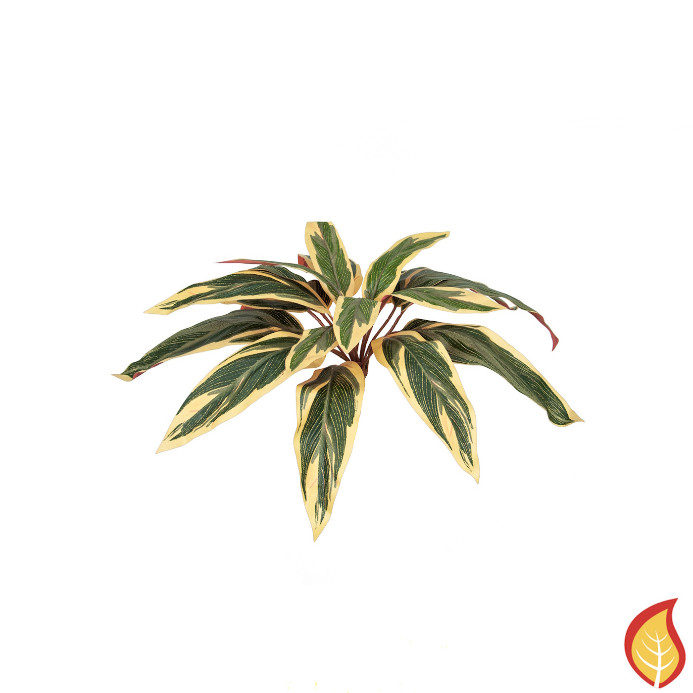 37cm Plants Base Caladium Bush (Fire Resistant)