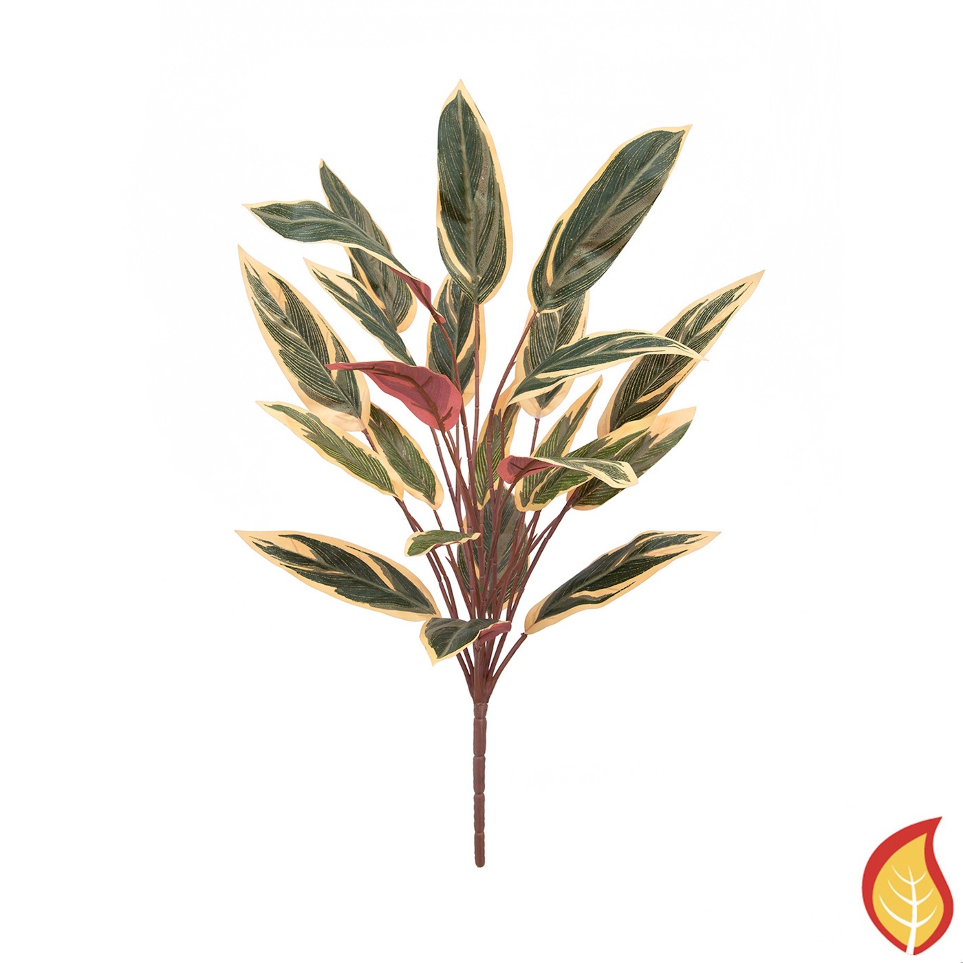 65cm Plants Caladium Bush (Fire Resistant)