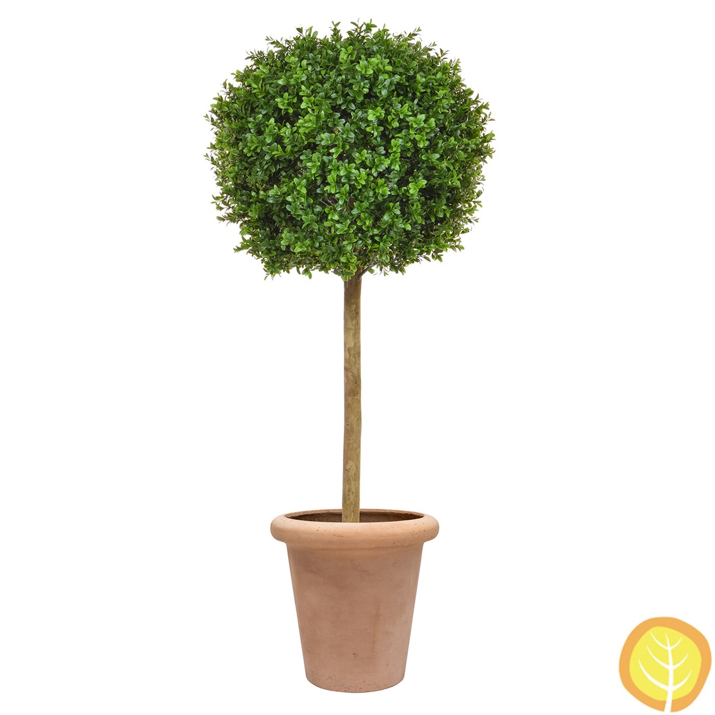 4ft (125cm) Buxus Ball Tree In Ravello Pot (UV Resistant)