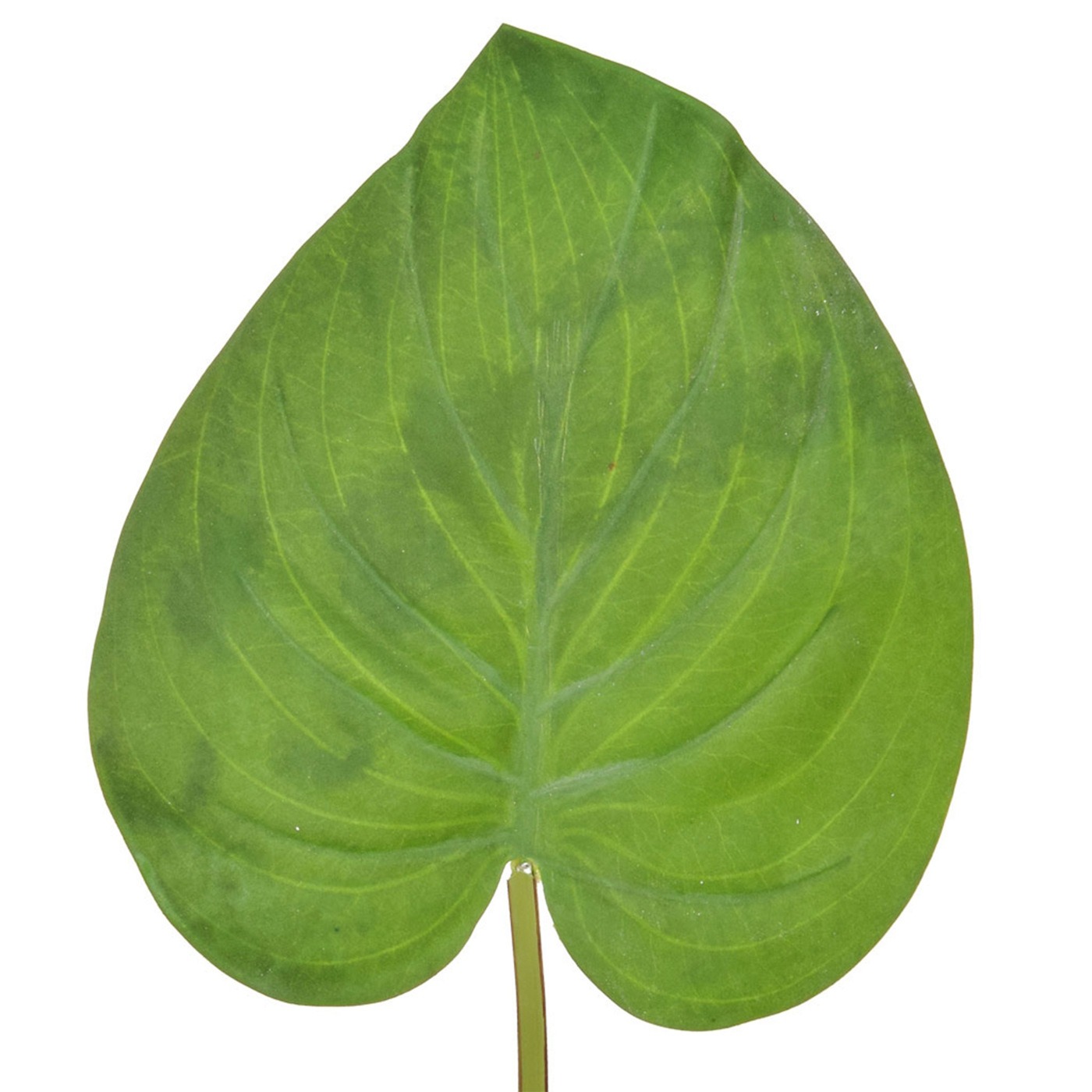 72cm Leaf Evergreen Matt Light Green