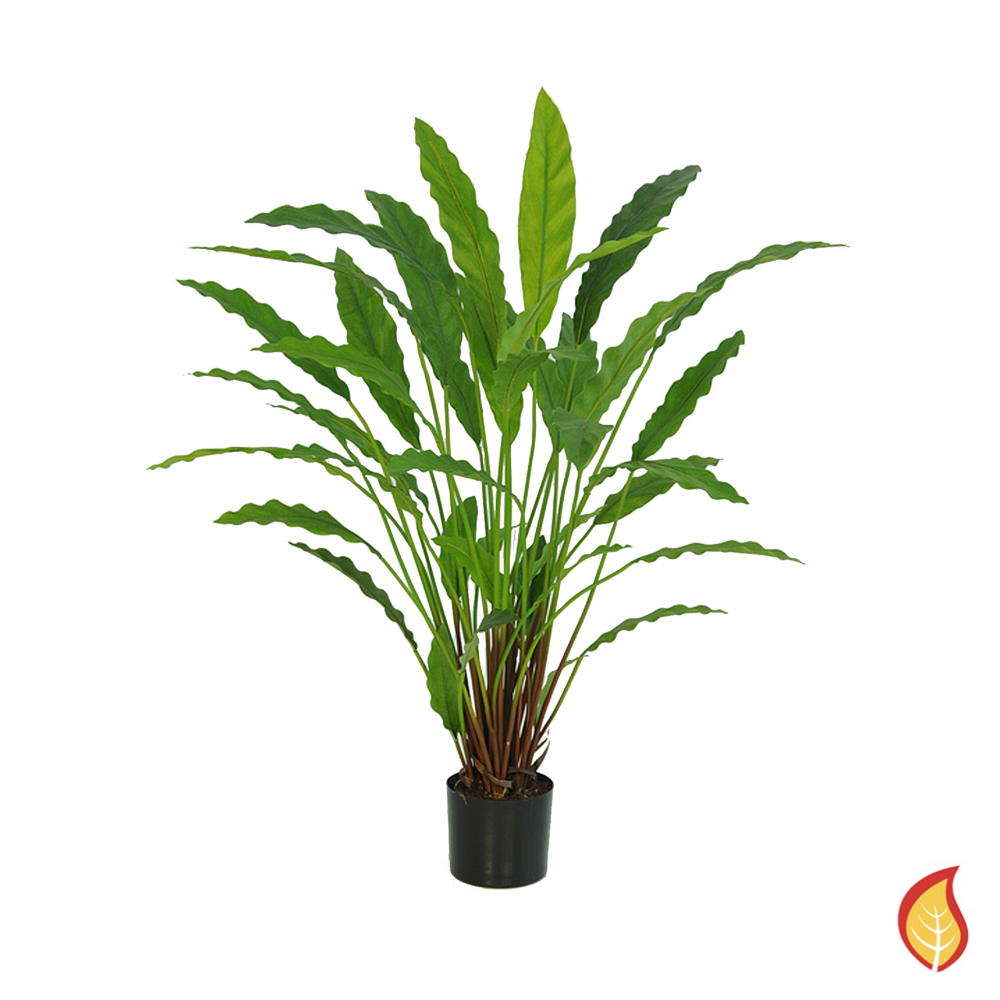 81cm Potted Calathea 40 Leaves (Fire Resistant)