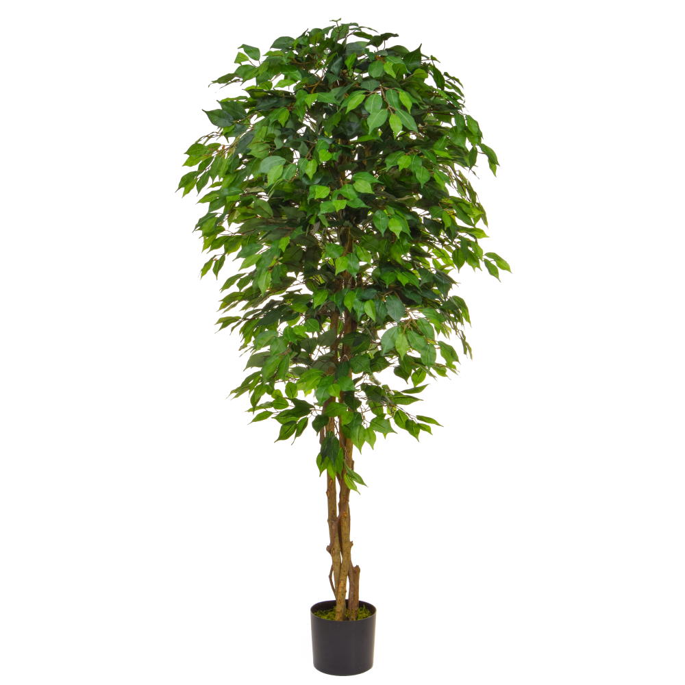 180cm Ficus Contract - Green